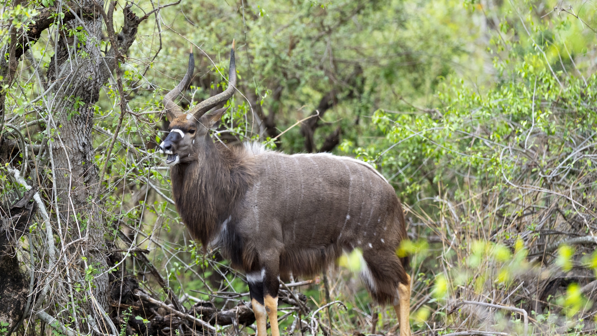 Kruger25 2025 10 31 08 50 27 ILCE 9M3 1420